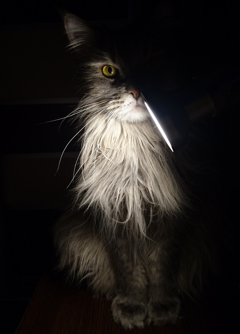 Котик с лампой