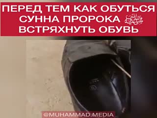 Кобрёнок в обуви