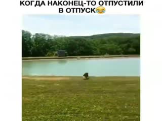 Собака соскучилась по воде