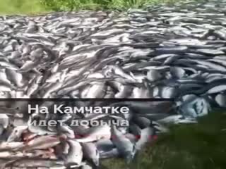 Камчатка.Лосось.