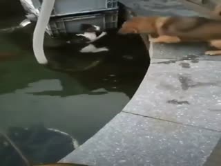 Пёс спас кошку