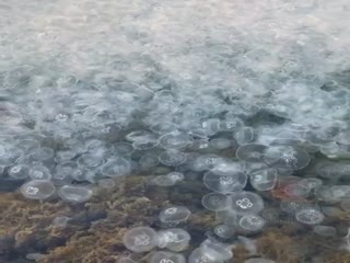 В бухте Севастополя умирают тысячи ушастых медуз