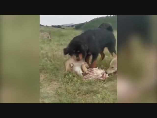 Тибетский мастиф защищает старого волка