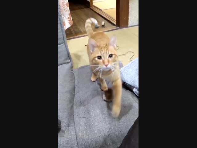 Котик очень мило просит с ним поиграть