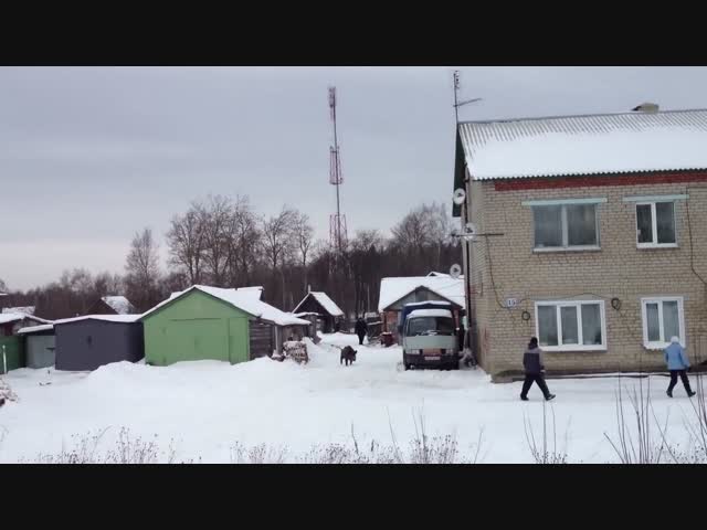 Домашний кабан Вася на прогулке