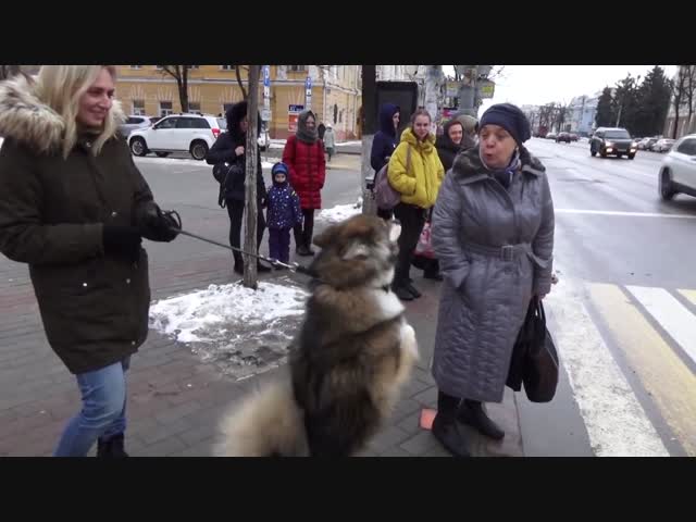 Пёс по кличке Фидель, который умеет ходить на задних лапах