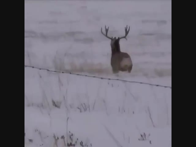 Вот так олени сбрасывают рога