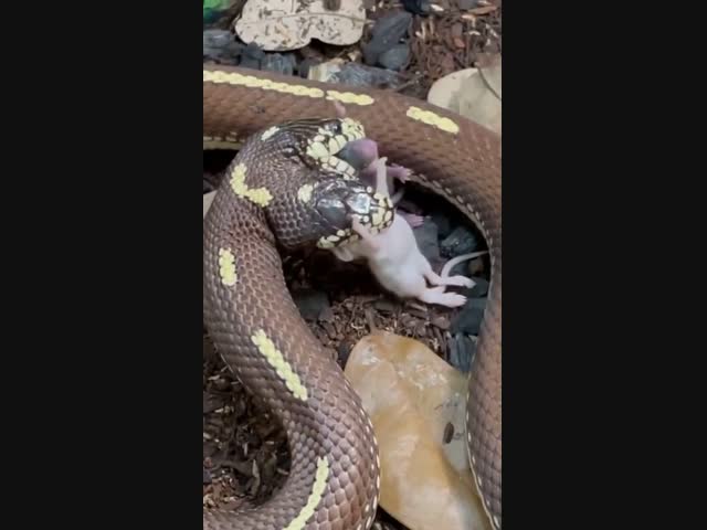Двухголовая змея поедает двух мышат