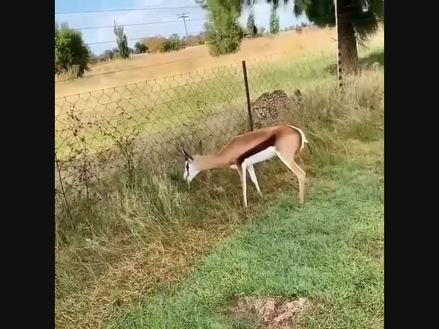 Хищник принял вегетарианство