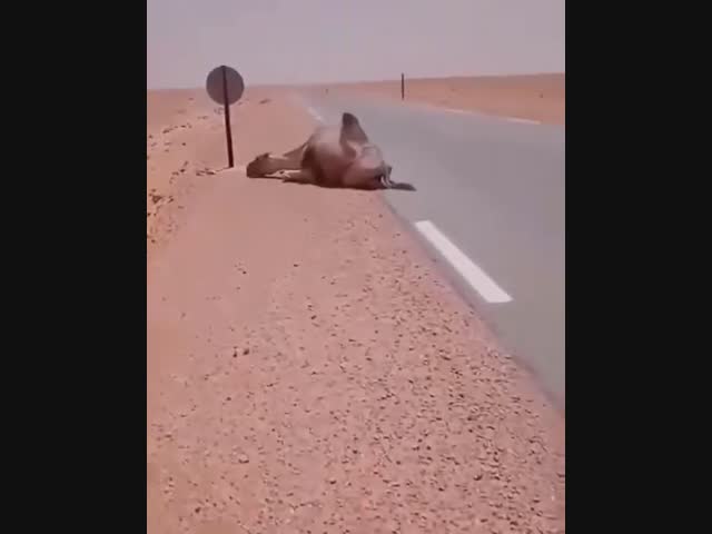 Спасение верблюда в Сахаре
