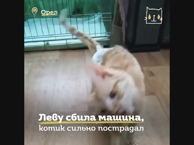 кота сбила машина