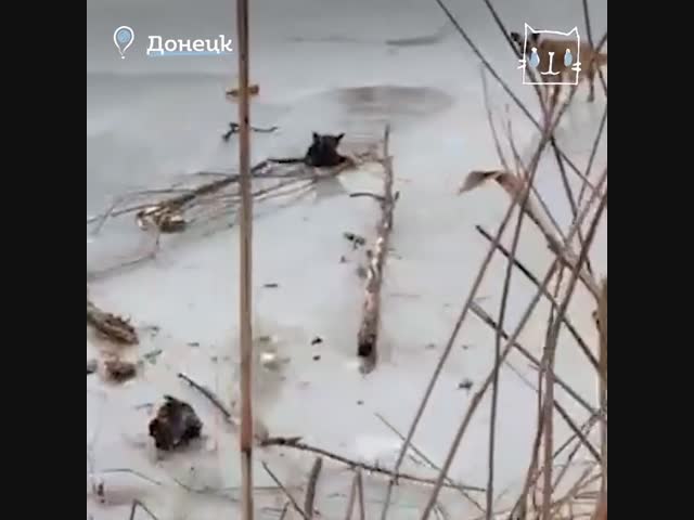 Житель Донецка пришел на помощь собаке, которая провалилась в холодную воду