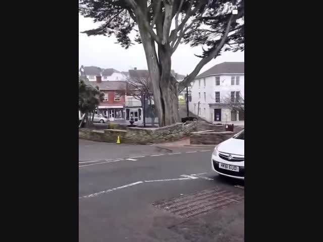 Ветер снёс 100-летнее дерево