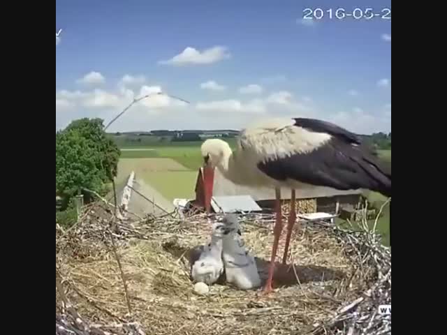 Аист выкидывает собственного птенца