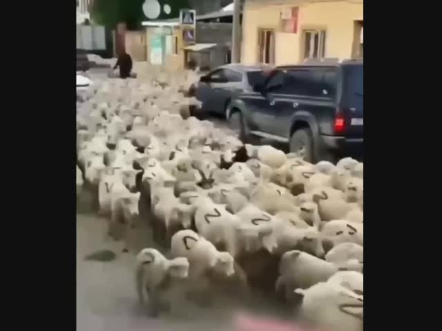 Патриотичные овечки