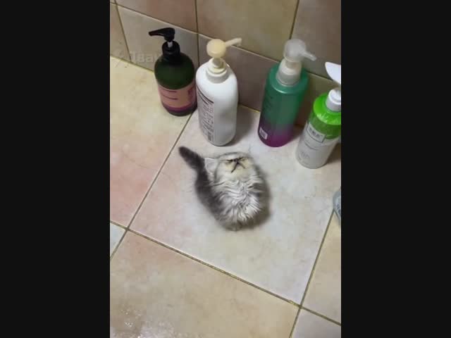 Солевой котик