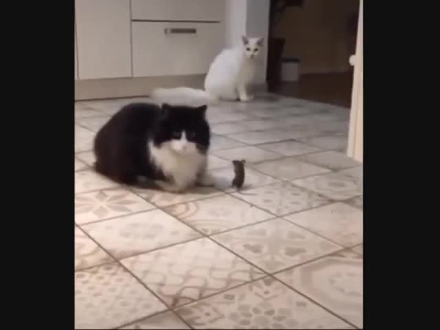 Мышь поймала котов
