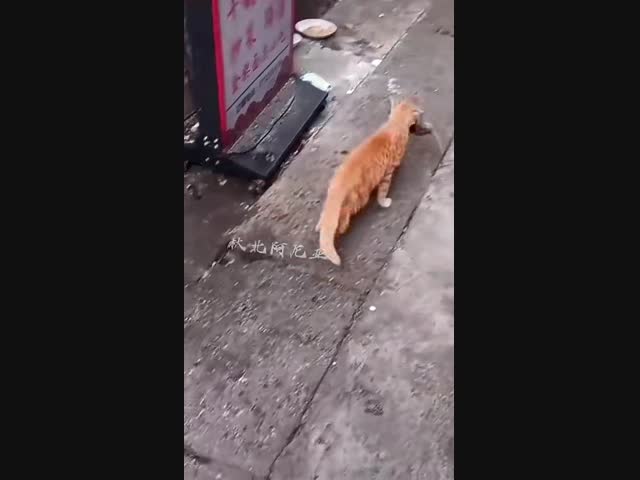 Охотничьи кошки Японии