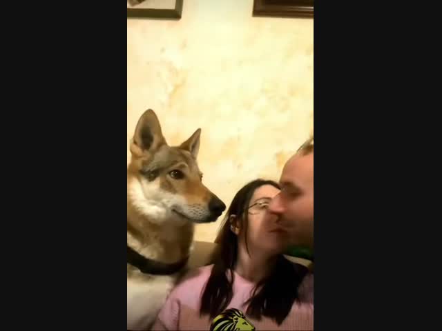 Собака позволяет целовать себя только хозяину