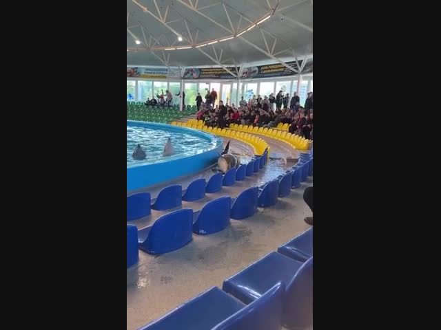 В минском дельфинарии во время выступления из воды выпрыгнул дельфин — его спасали зрители
