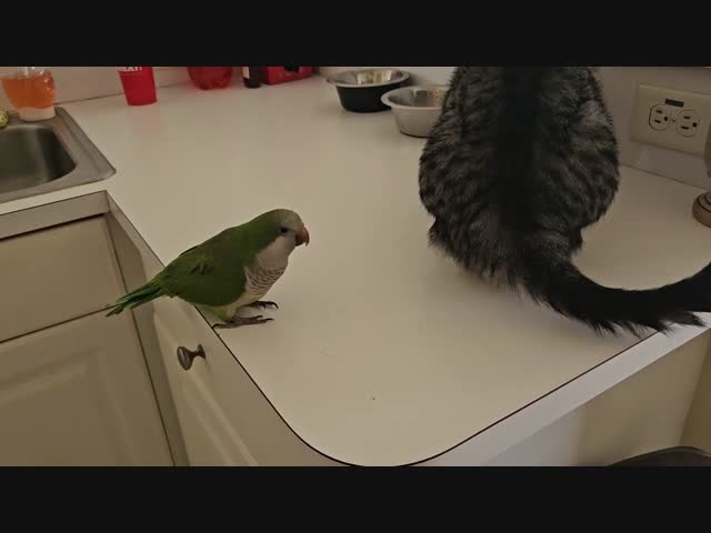 Наглый попугай и терпеливый кот