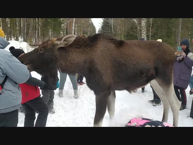 Вспыльчивый лось