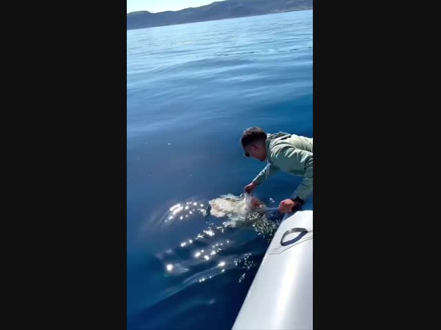 Спасение редкой морской черепахи