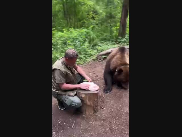Привередливый медведь