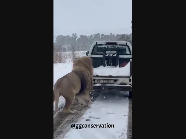 Между прочим, в ЮАР наступила весна