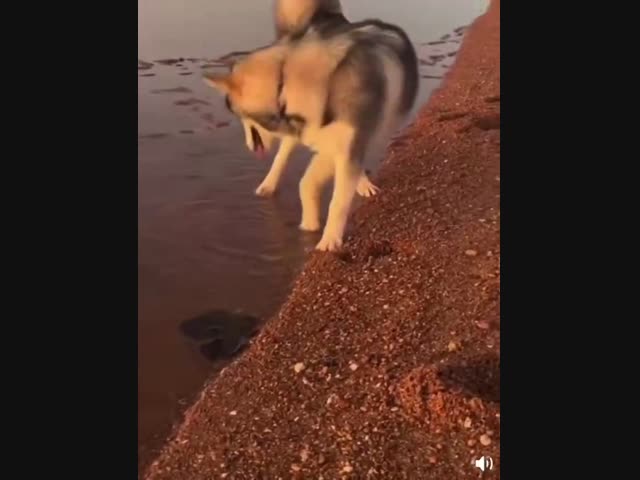 На пёселя наплевала неведомая зверюга