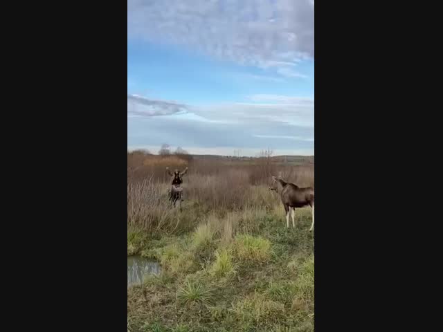 Фантастическое зрелище