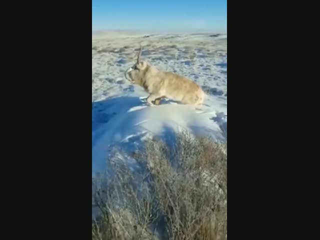 Сайгак замерз в холодной казахстанской степи