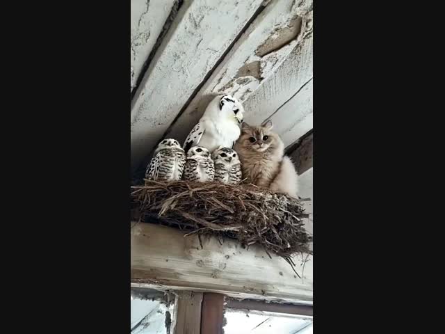 Один из этих птенцов приёмыш