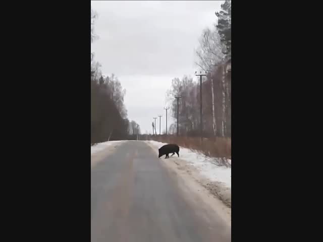 Подмосковные кабаны чувствуют себя великолепно