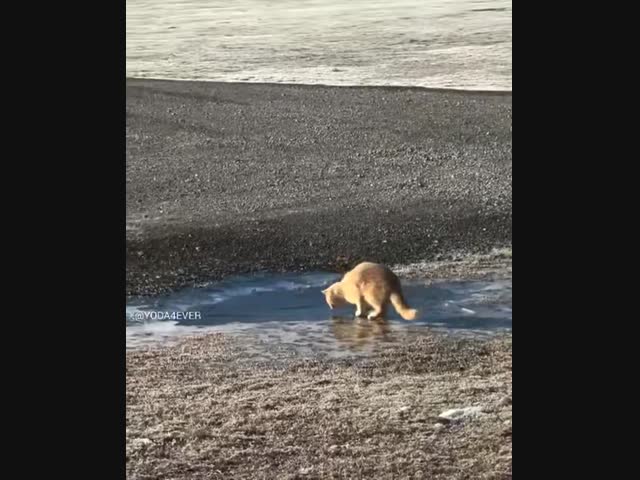 Кошка увидела лёд впервые в жизни