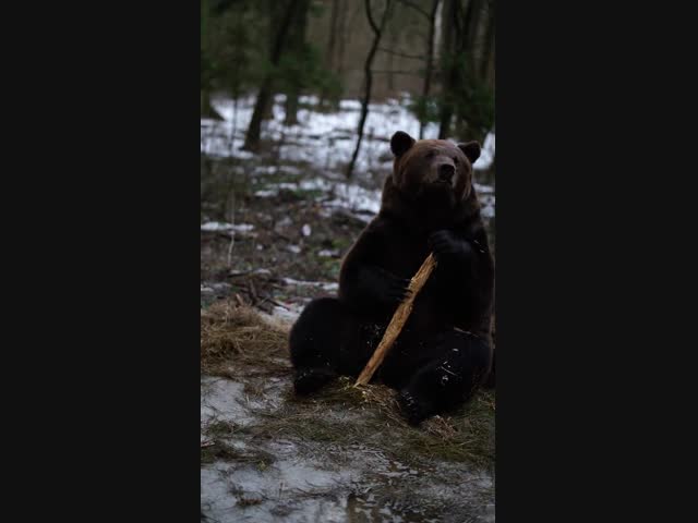 Медведь и воздушный шарик